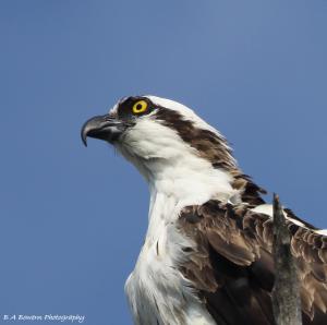 Osprey - The Hawk of the Sea